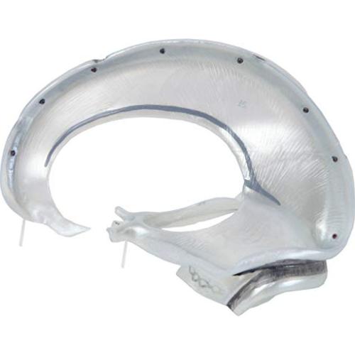 Cráneo Humano de 3 Partes Axis Scientific - Modelo Didáctico