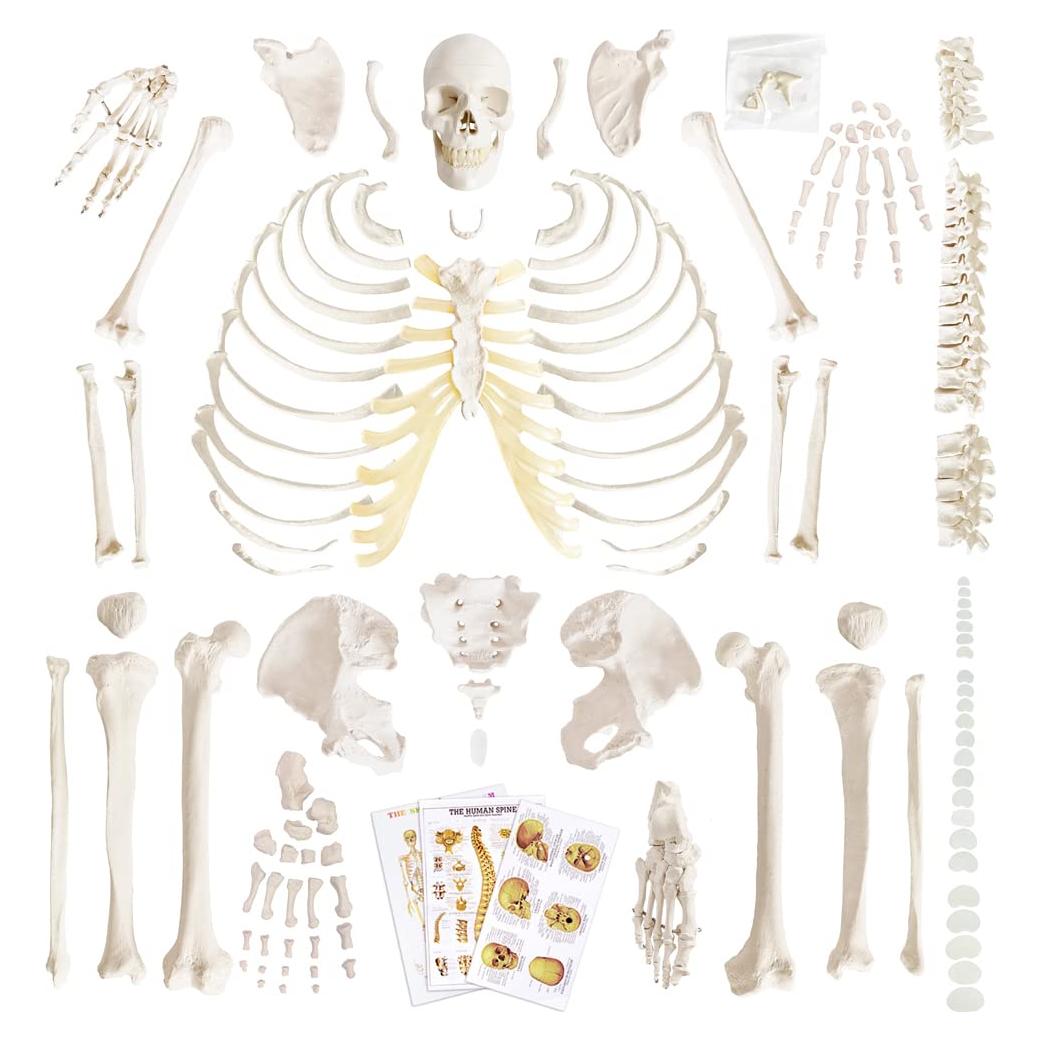 Modelo de Esqueleto Humano Desarticulado Benilev 170 cm