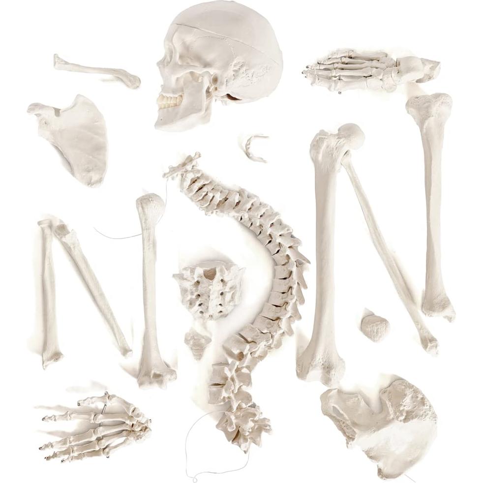 Modelo de Esqueleto Humano Desarticulado Benilev 170 cm