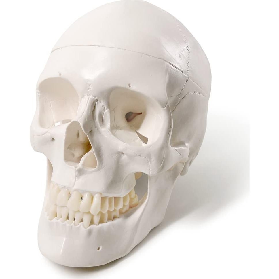 Modelo de Esqueleto Humano Desarticulado Benilev 170 cm