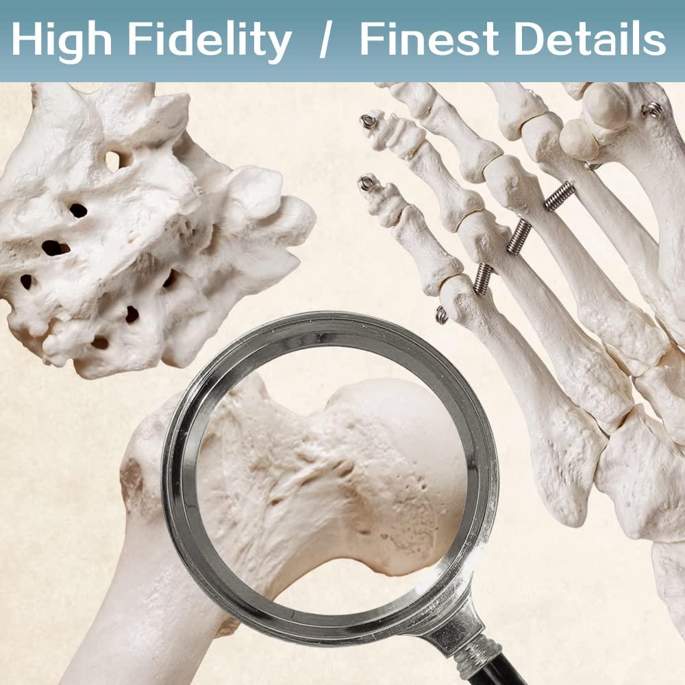 Modelo de Esqueleto Humano Desarticulado Benilev 170 cm