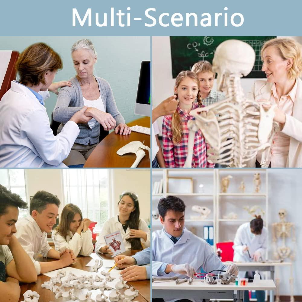 Modelo de Esqueleto Humano Desarticulado Benilev 170 cm