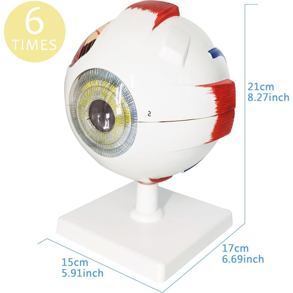Modelo Anatómico del Ojo Humano EVOTECH 6 Partes 6X