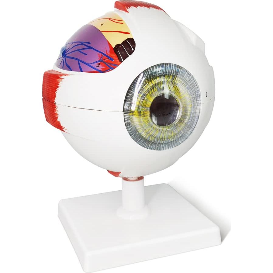 Modelo Anatómico del Ojo Humano EVOTECH 6 Partes 6X