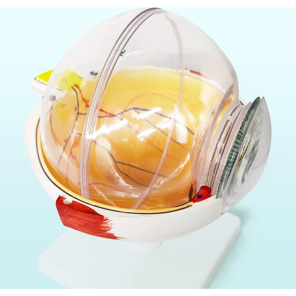 Modelo Anatómico del Ojo Humano EVOTECH 6 Partes 6X