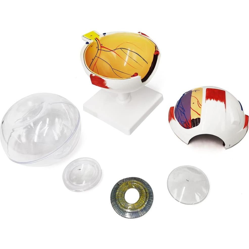 Modelo Anatómico del Ojo Humano EVOTECH 6 Partes 6X