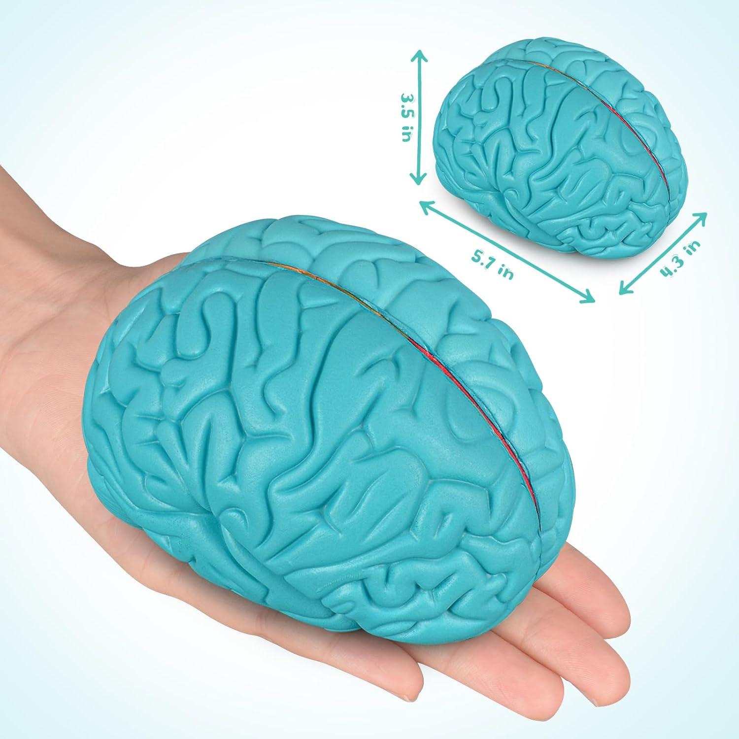 Modelo de Cerebro Humano en Sección Transversal Skillssist