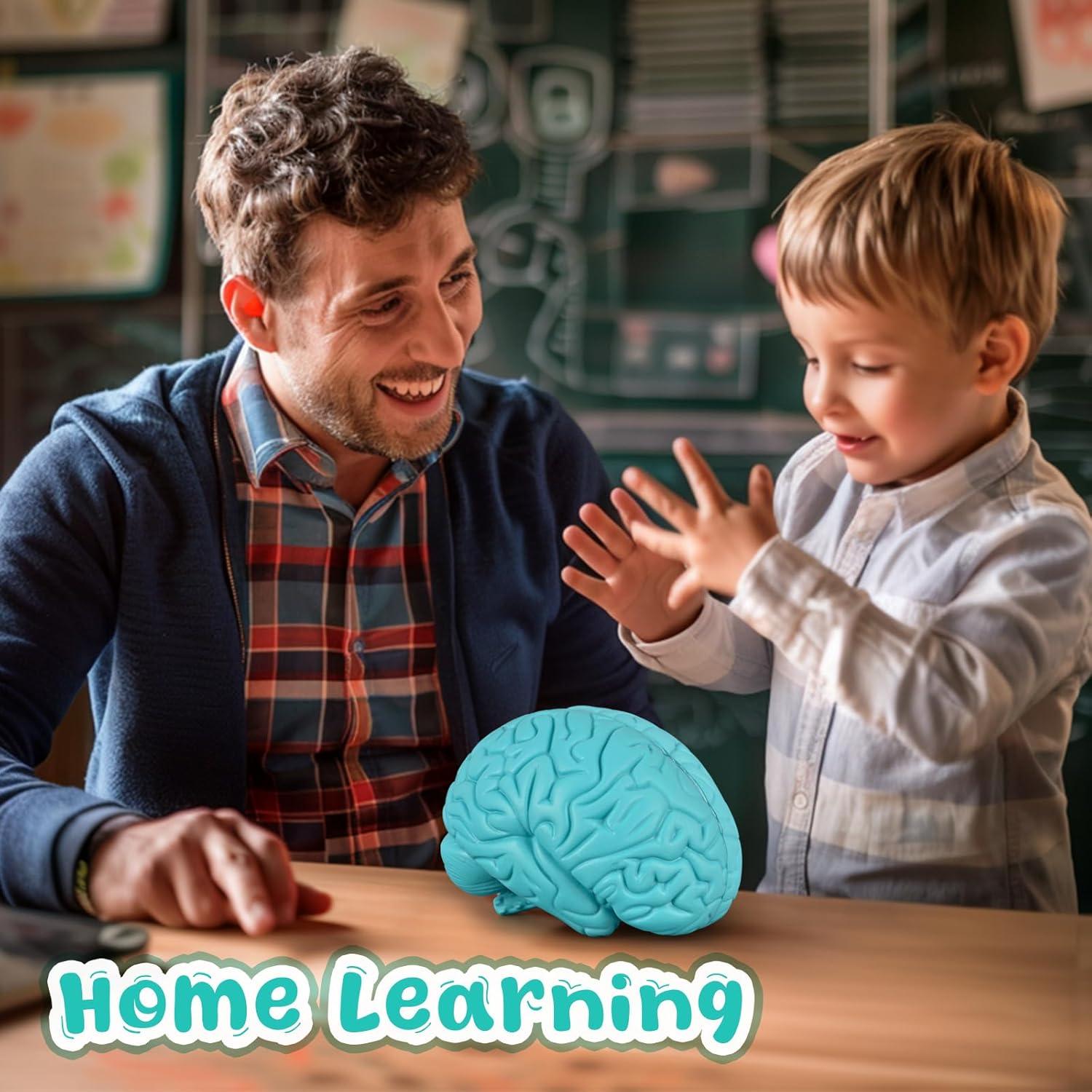 Modelo de Cerebro Humano en Sección Transversal Skillssist