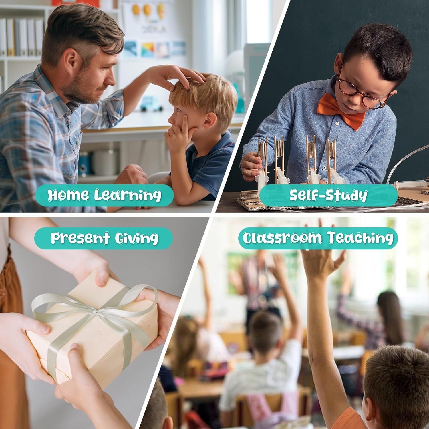 Modelo de Cerebro Humano en Sección Transversal Skillssist