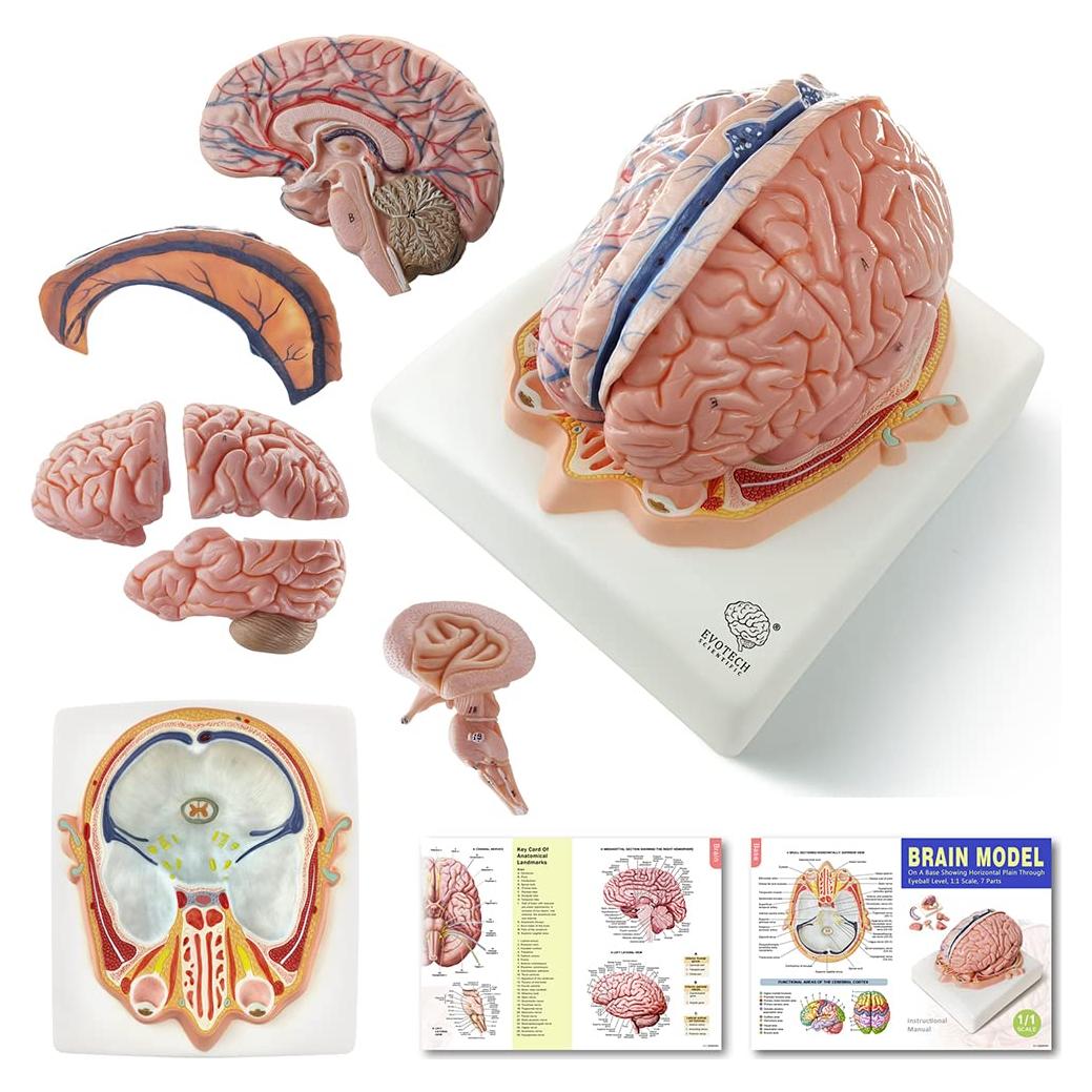 Modelo de Cerebro Humano Evotech Scientific 7 Partes Tamaño Real