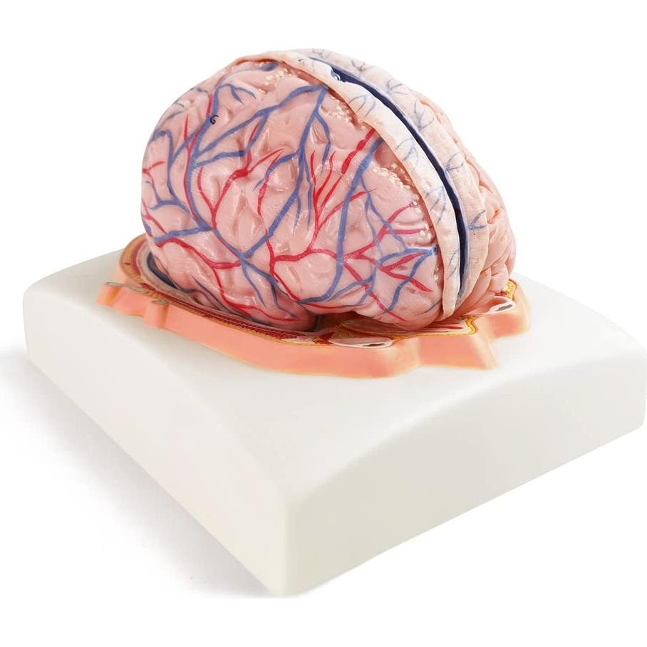 Modelo de Cerebro Humano Evotech Scientific 7 Partes Tamaño Real