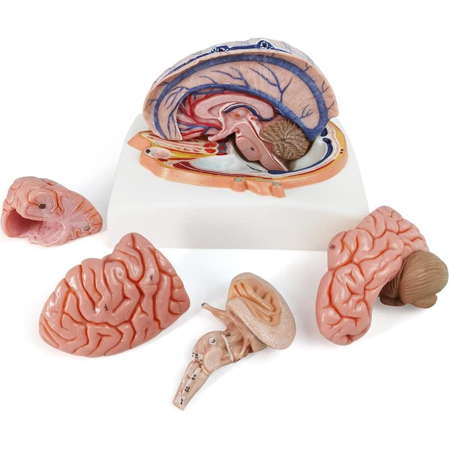 Modelo de Cerebro Humano Evotech Scientific 7 Partes Tamaño Real