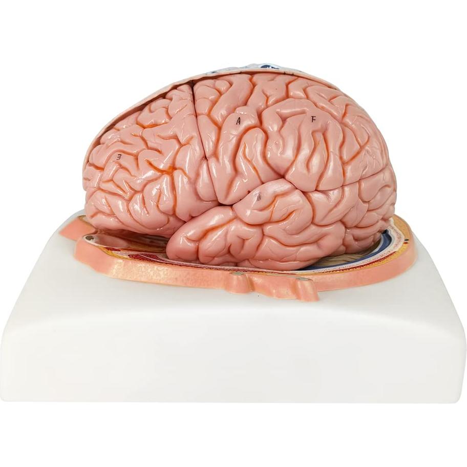 Modelo de Cerebro Humano Evotech Scientific 7 Partes Tamaño Real