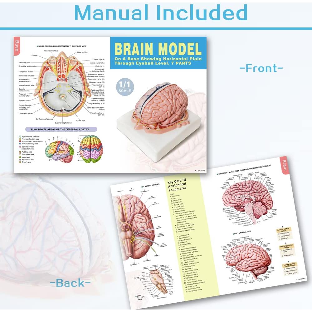 Modelo de Cerebro Humano Evotech Scientific 7 Partes Tamaño Real