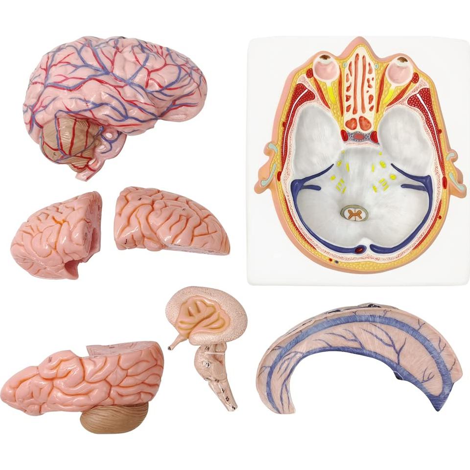 Modelo de Cerebro Humano Evotech Scientific 7 Partes Tamaño Real