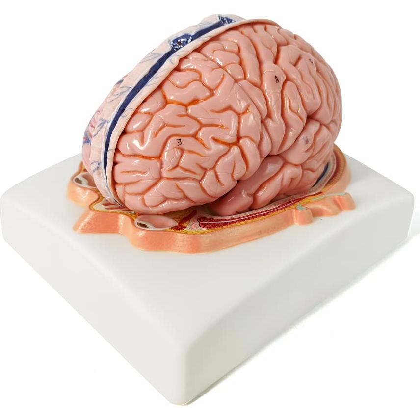 Modelo de Cerebro Humano Evotech Scientific 7 Partes Tamaño Real