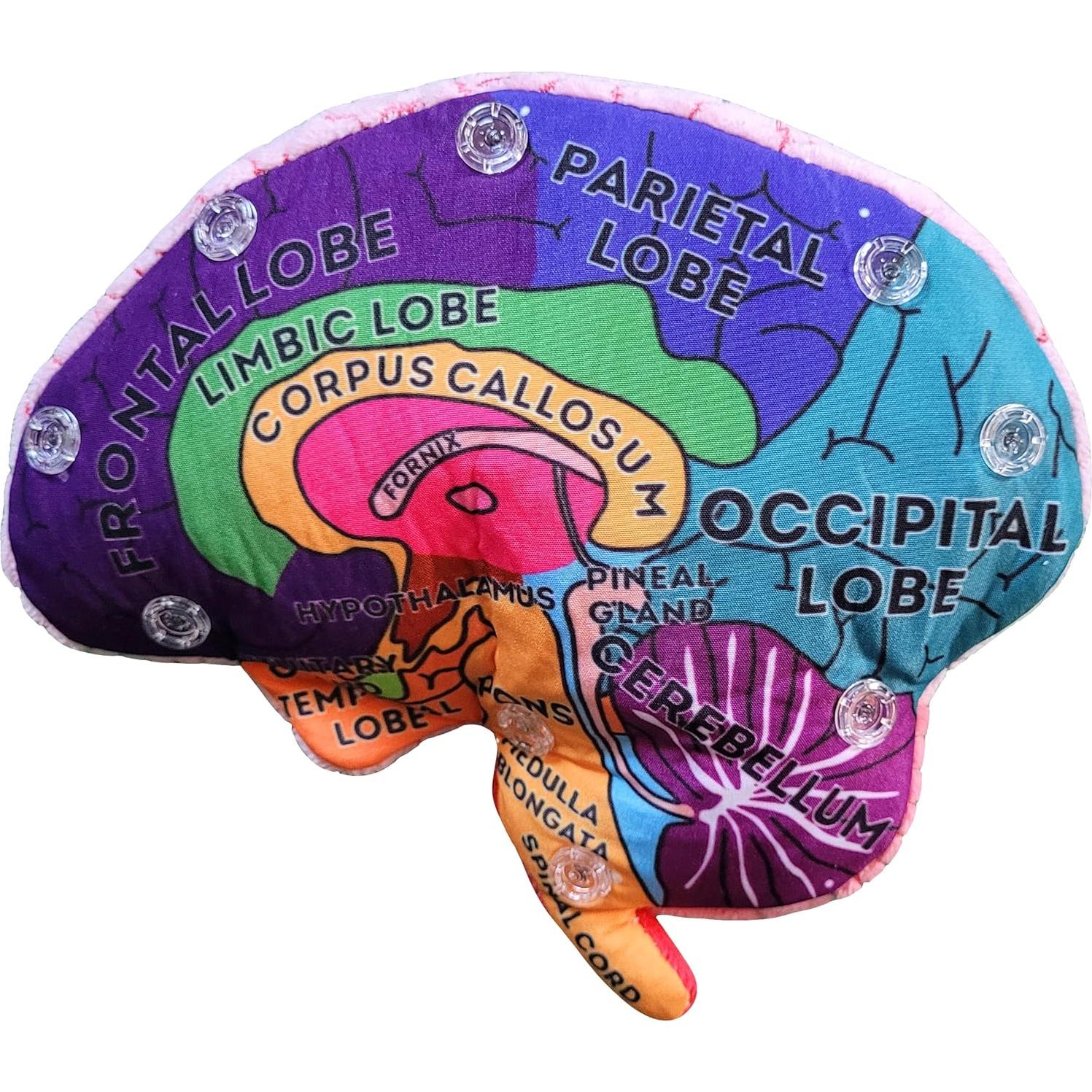 Modelo de Cerebro 3D GIANTmicrobes - Juguete Educativo 17.78 cm