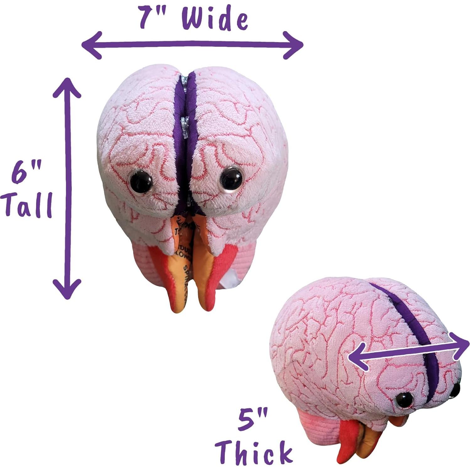 Modelo de Cerebro 3D GIANTmicrobes - Juguete Educativo 17.78 cm
