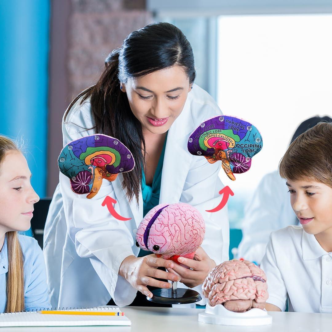 Modelo de Cerebro 3D GIANTmicrobes - Juguete Educativo 17.78 cm