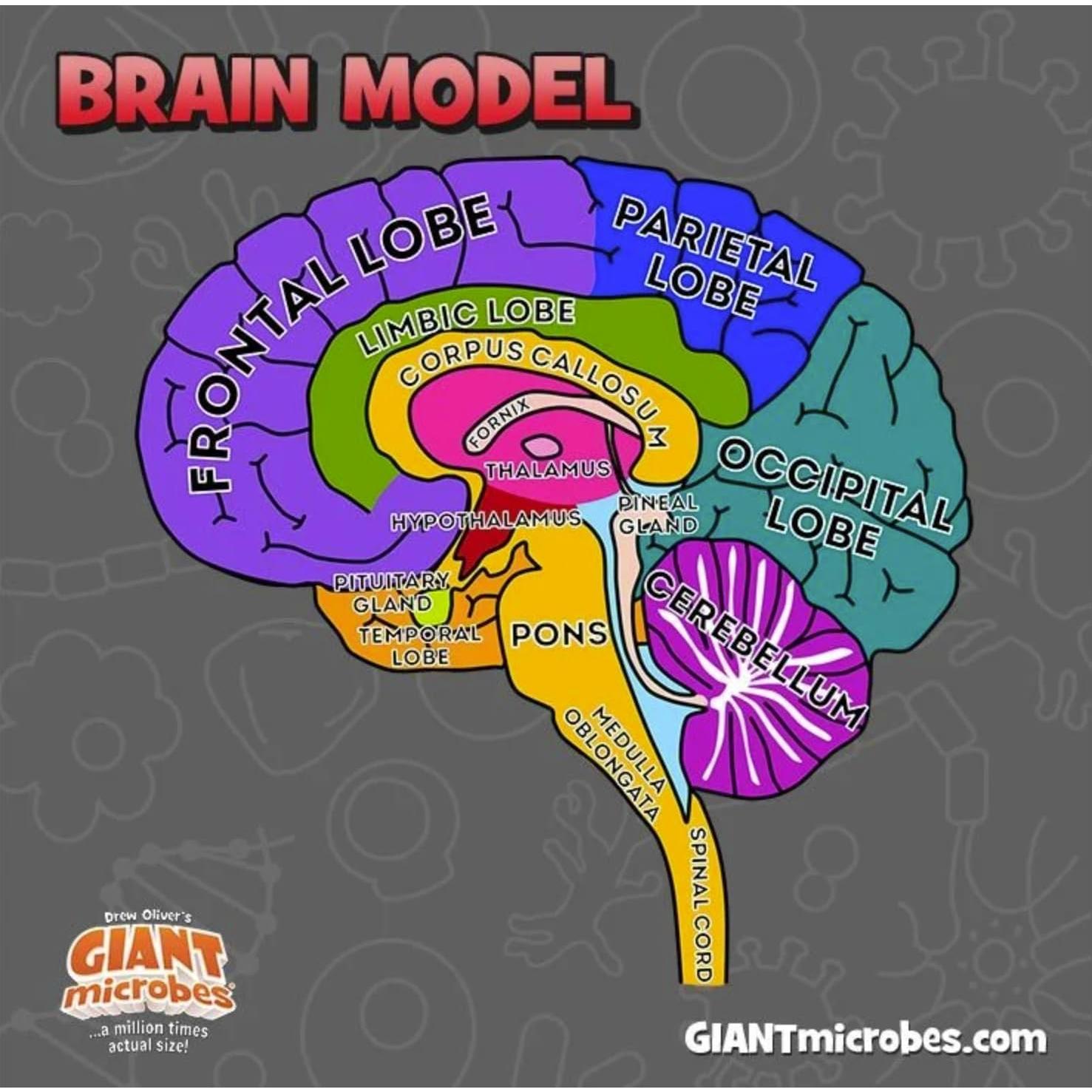Modelo de Cerebro 3D GIANTmicrobes - Juguete Educativo 17.78 cm