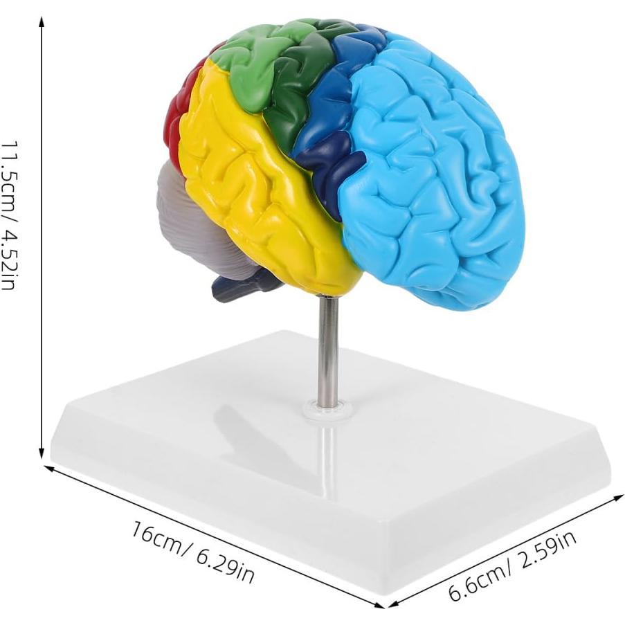 Modelo Anatómico de Cerebro Humano 1:1 TOPPERFUN