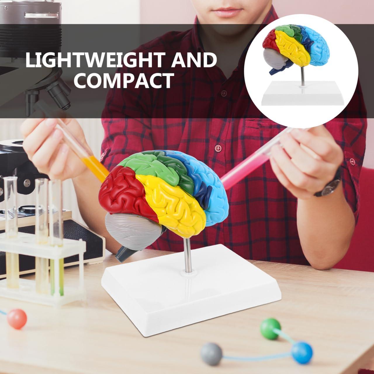 Modelo Anatómico de Cerebro Humano 1:1 TOPPERFUN