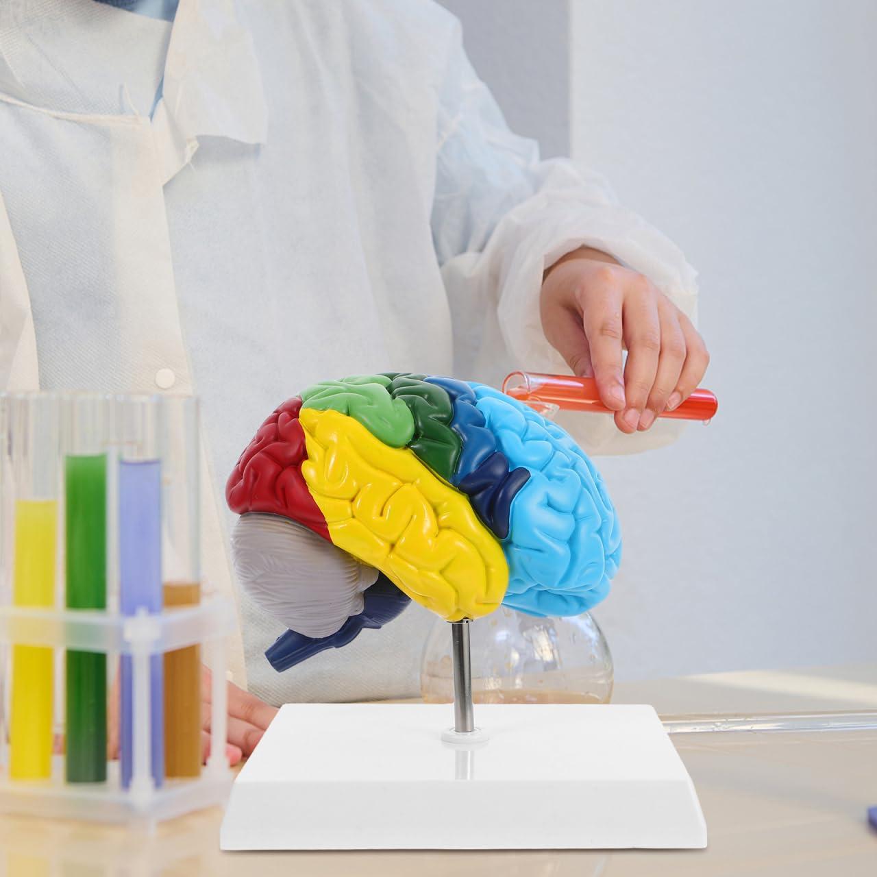 Modelo Anatómico de Cerebro Humano 1:1 TOPPERFUN