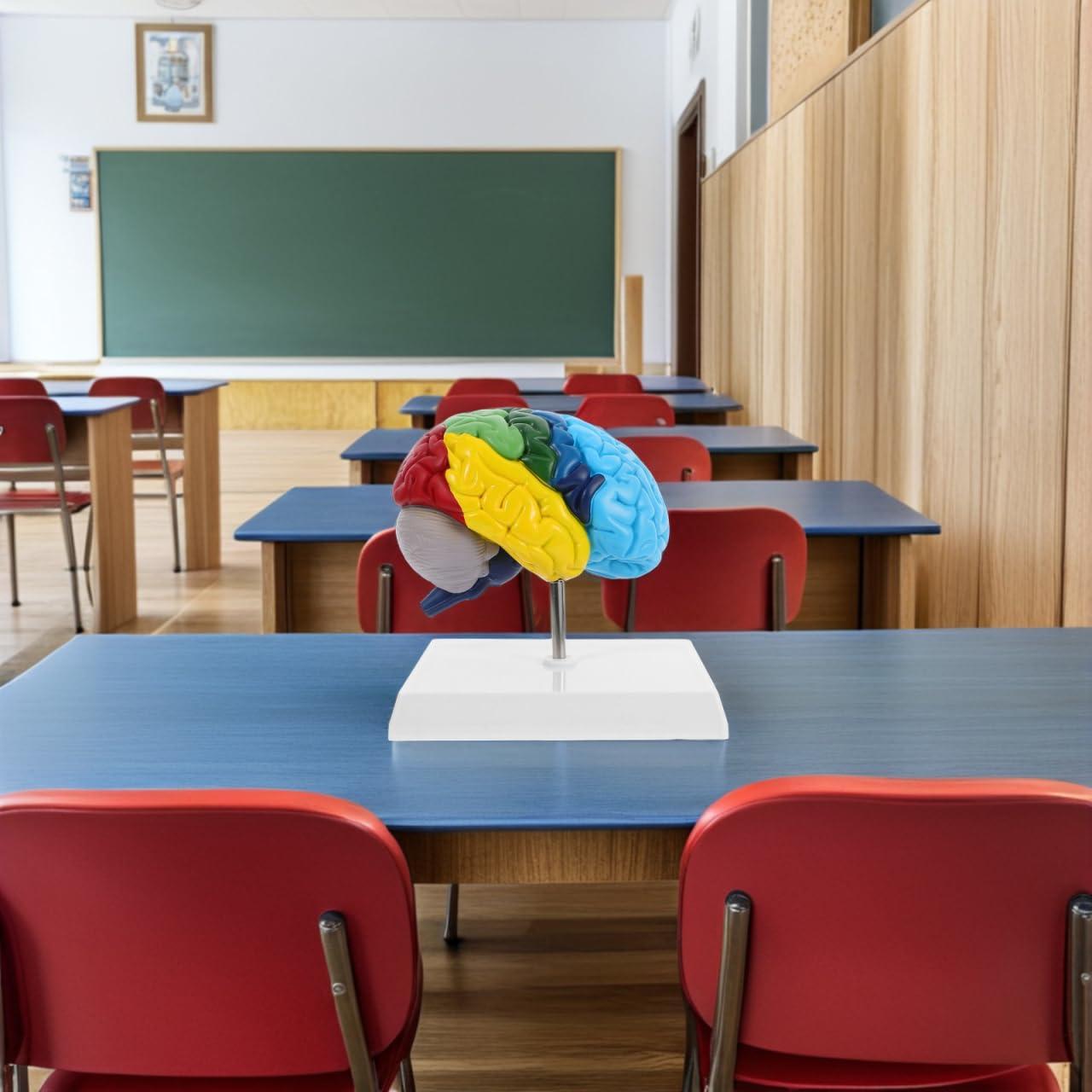 Modelo Anatómico de Cerebro Humano 1:1 TOPPERFUN