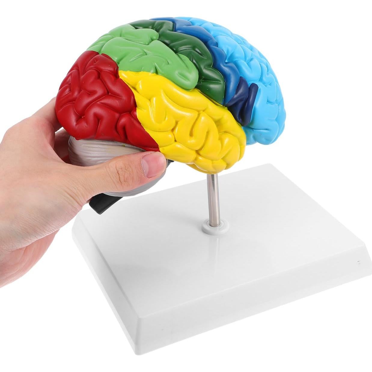 Modelo Anatómico de Cerebro Humano 1:1 TOPPERFUN