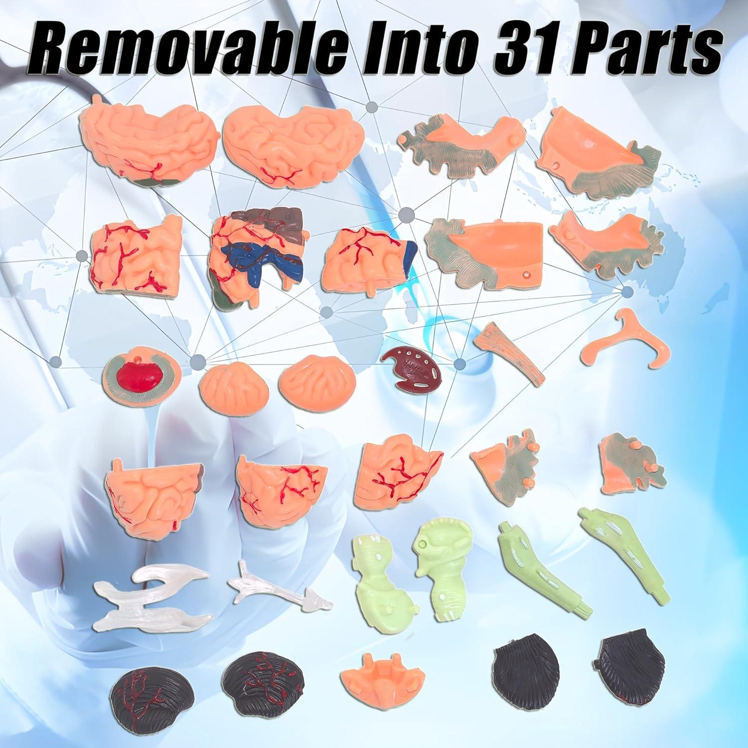 Modelo Anatómico de Cerebro Humano Mini XDKHAEA 31 Piezas