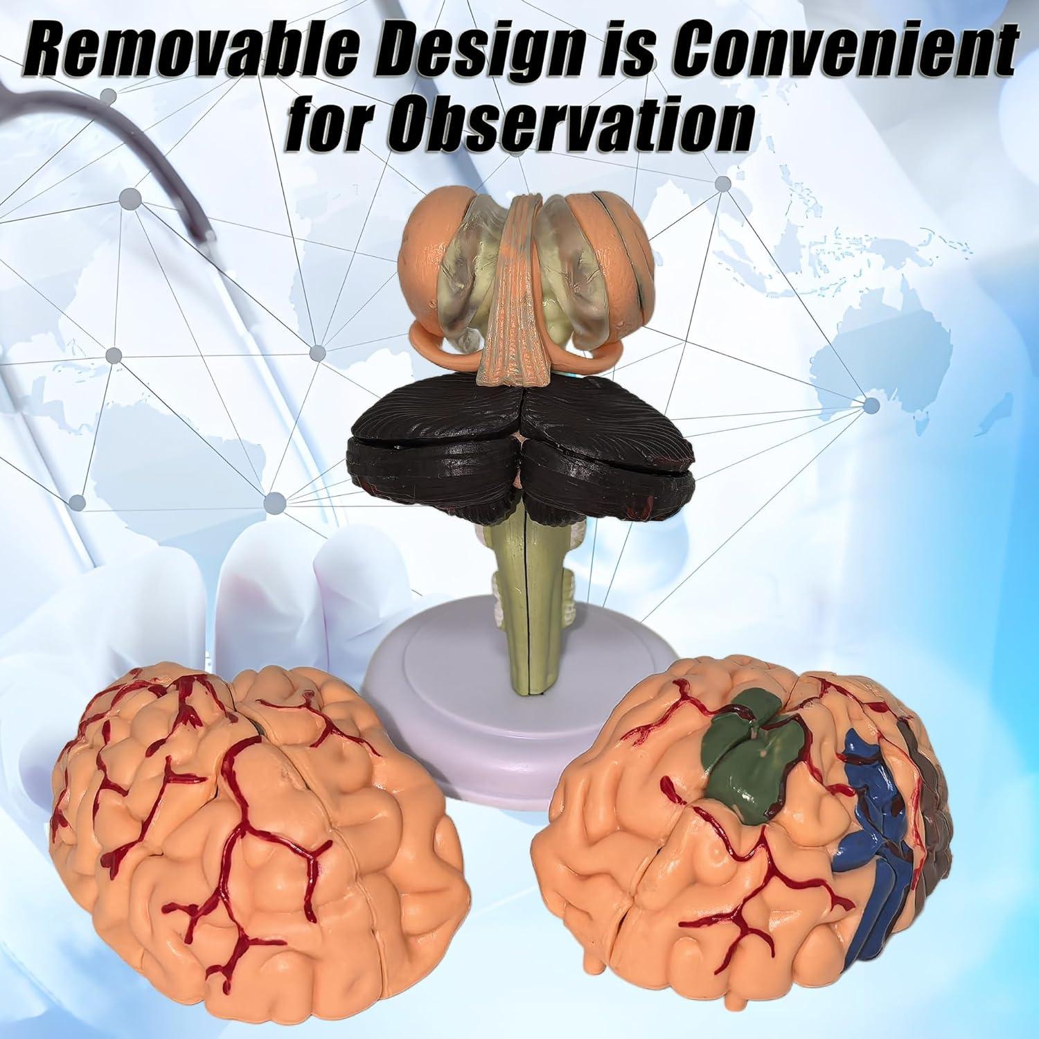 Modelo Anatómico de Cerebro Humano Mini XDKHAEA 31 Piezas