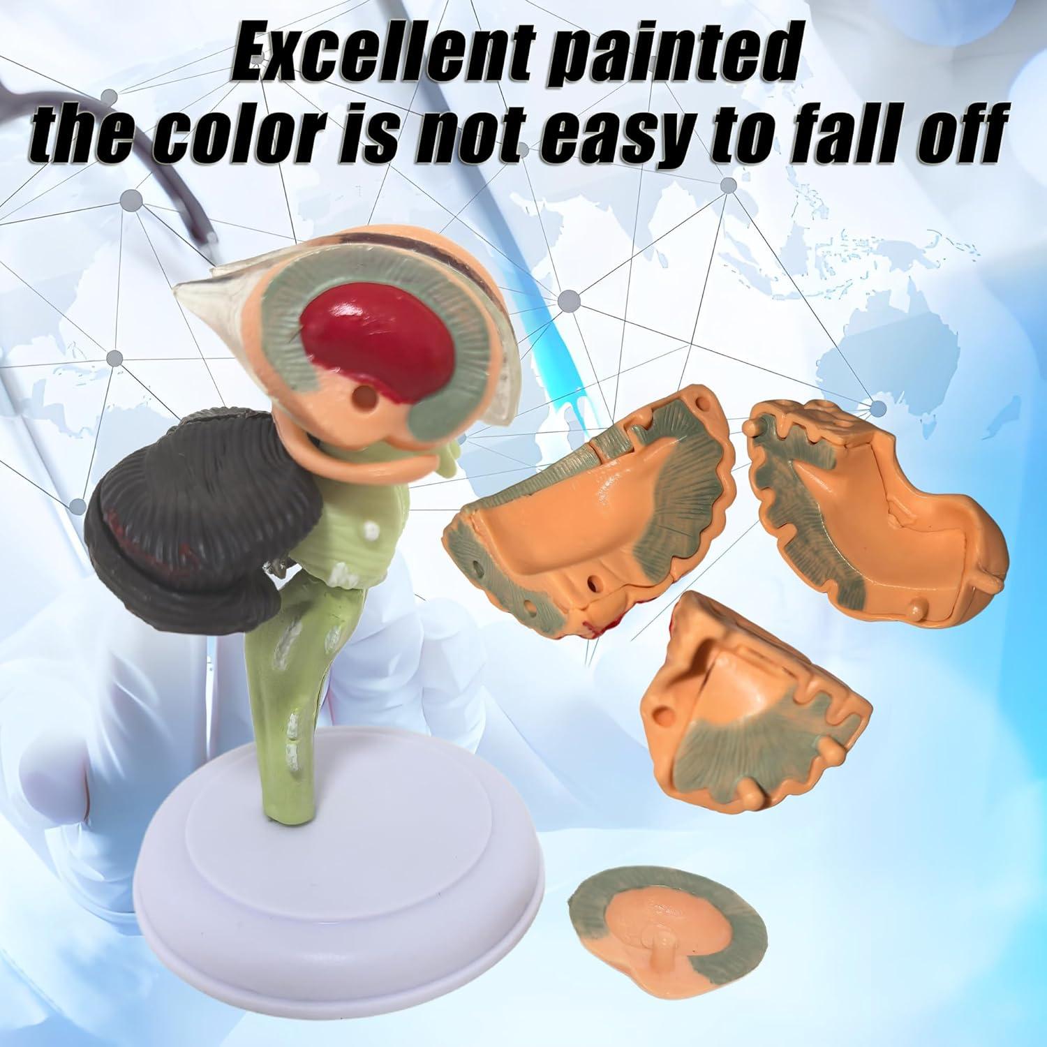 Modelo Anatómico de Cerebro Humano Mini XDKHAEA 31 Piezas