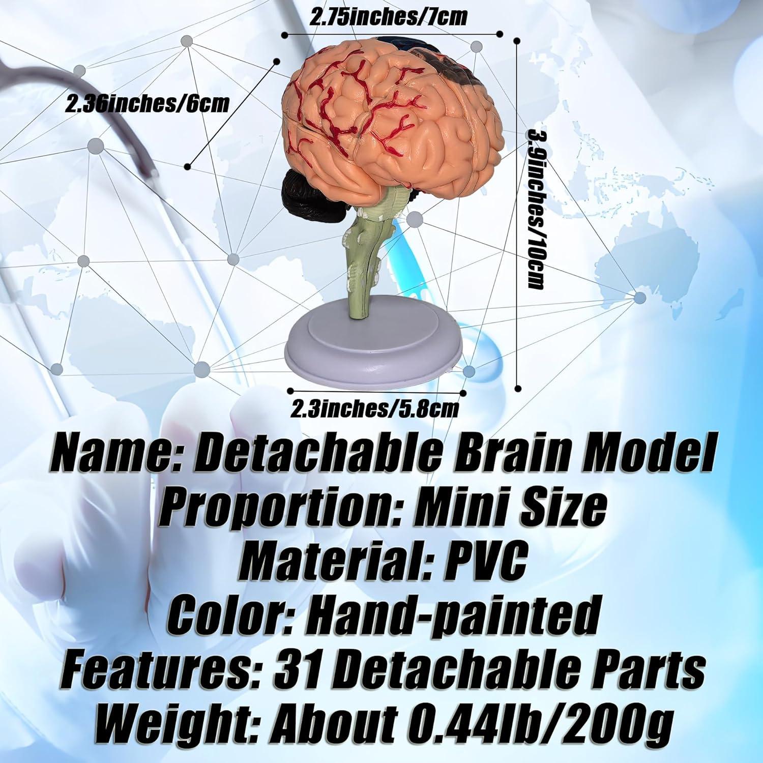 Modelo Anatómico de Cerebro Humano Mini XDKHAEA 31 Piezas