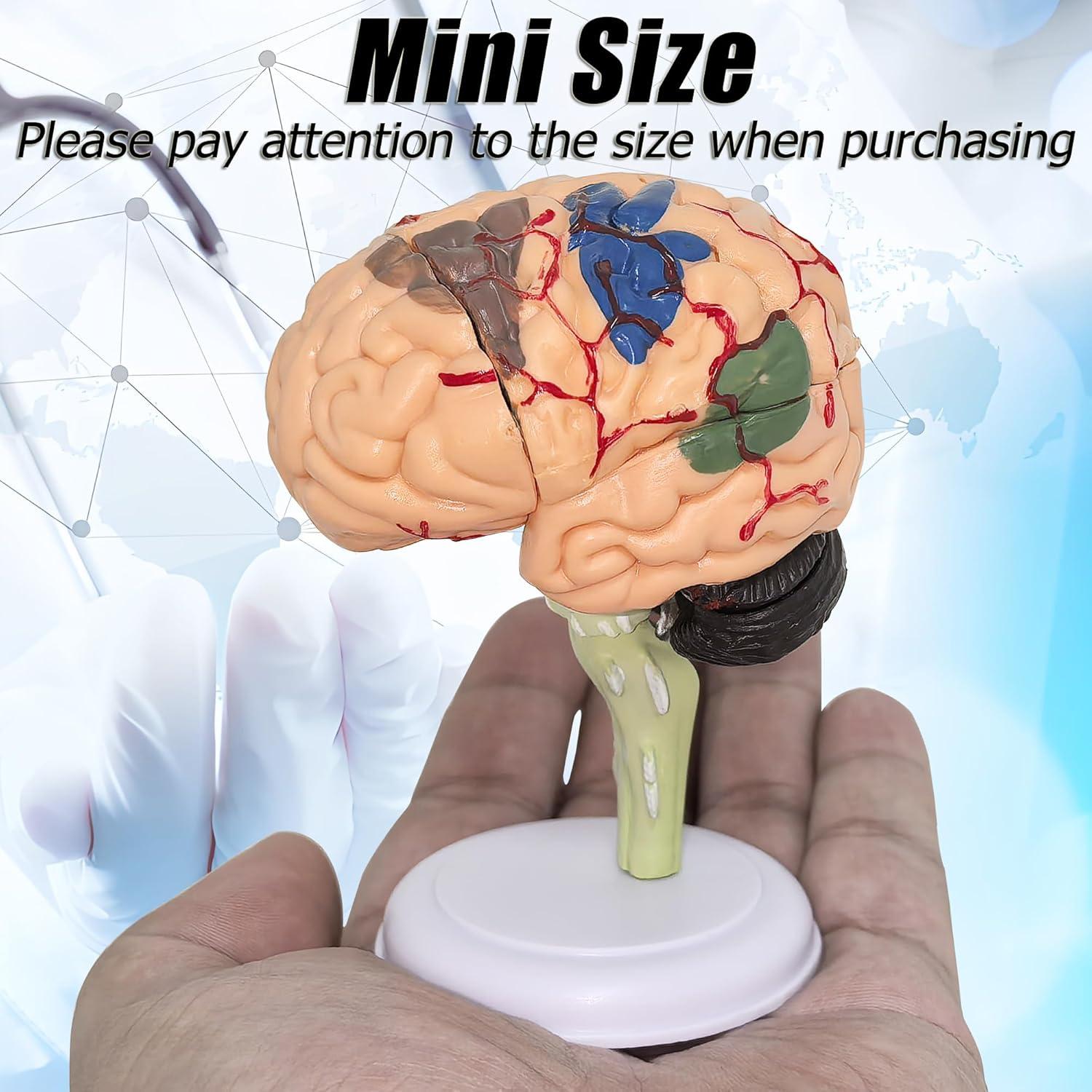 Modelo Anatómico de Cerebro Humano Mini XDKHAEA 31 Piezas