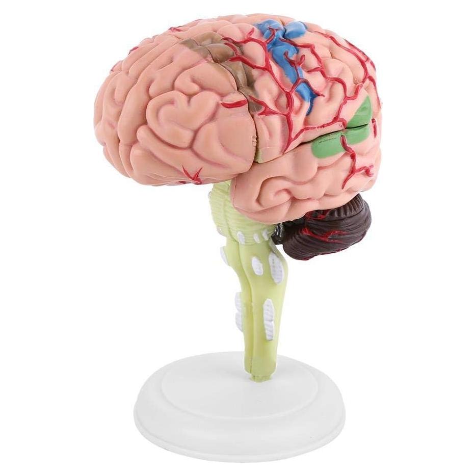 Modelo Anatómico de Cerebro Humano Fafeicy 10x8x6cm