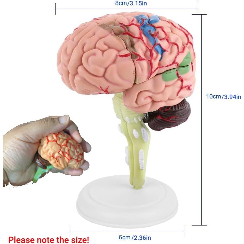 Modelo Anatómico de Cerebro Humano Fafeicy 10x8x6cm