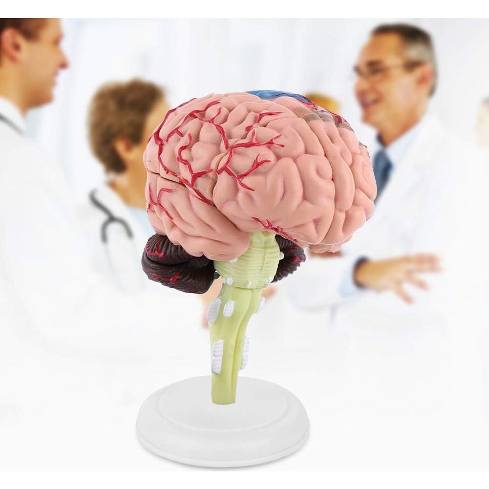 Modelo Anatómico de Cerebro Humano Fafeicy 10x8x6cm