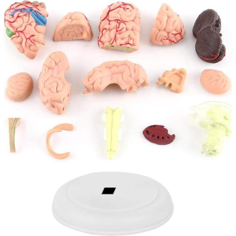 Modelo Anatómico de Cerebro Humano Fafeicy 10x8x6cm