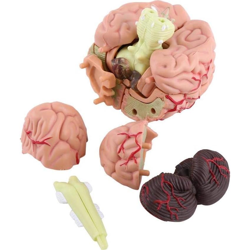 Modelo Anatómico de Cerebro Humano Fafeicy 10x8x6cm