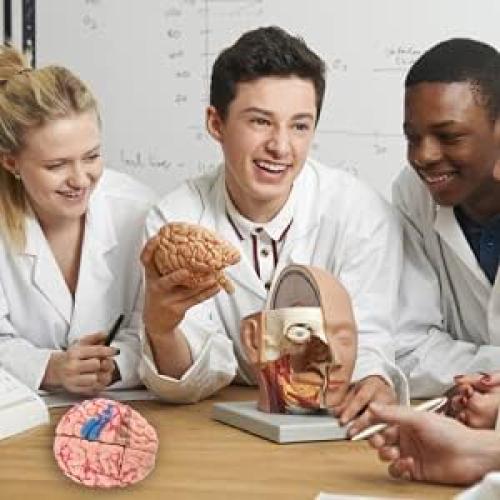 Modelo Anatómico de Cerebro Humano Fafeicy 10x8x6cm