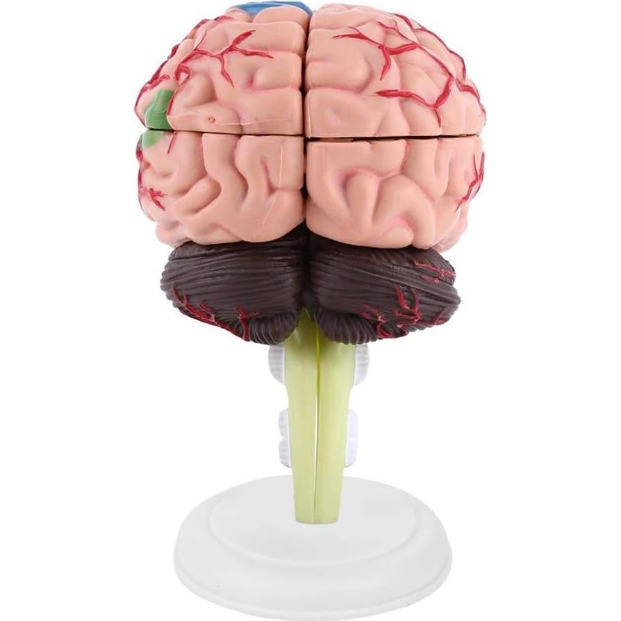 Modelo Anatómico de Cerebro Humano Fafeicy 10x8x6cm