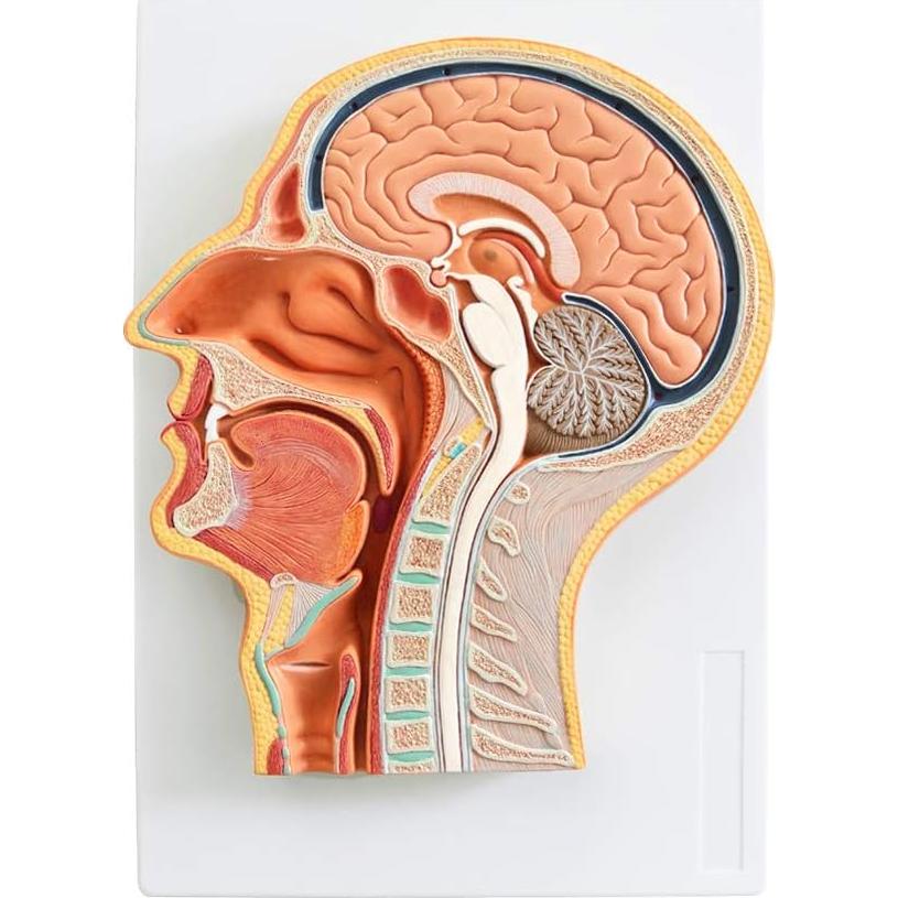 Modelo de Cabeza Humana EVOTECH SCIENTIFIC 33x23cm