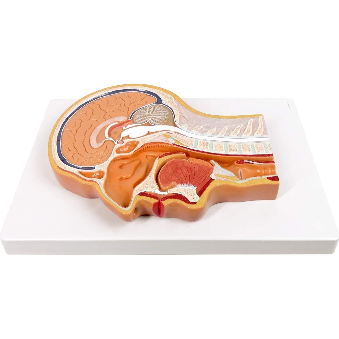 Modelo de Cabeza Humana EVOTECH SCIENTIFIC 33x23cm