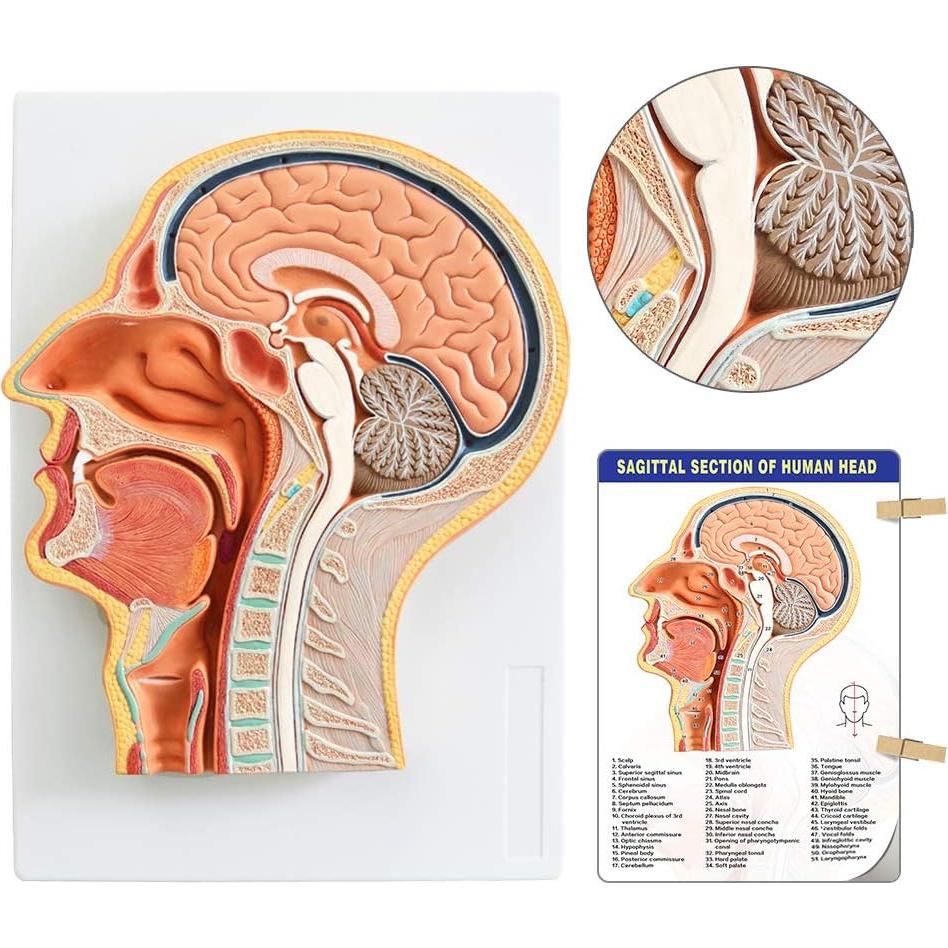 Modelo de Cabeza Humana EVOTECH SCIENTIFIC 33x23cm