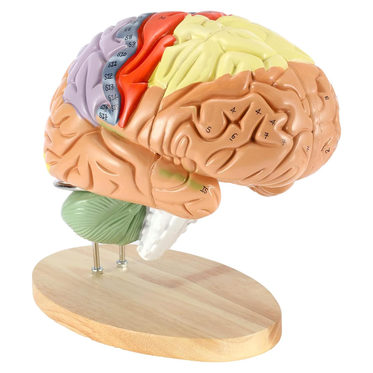 Modelo Anatómico Cerebro Humano Dyna-Living 2X Realista