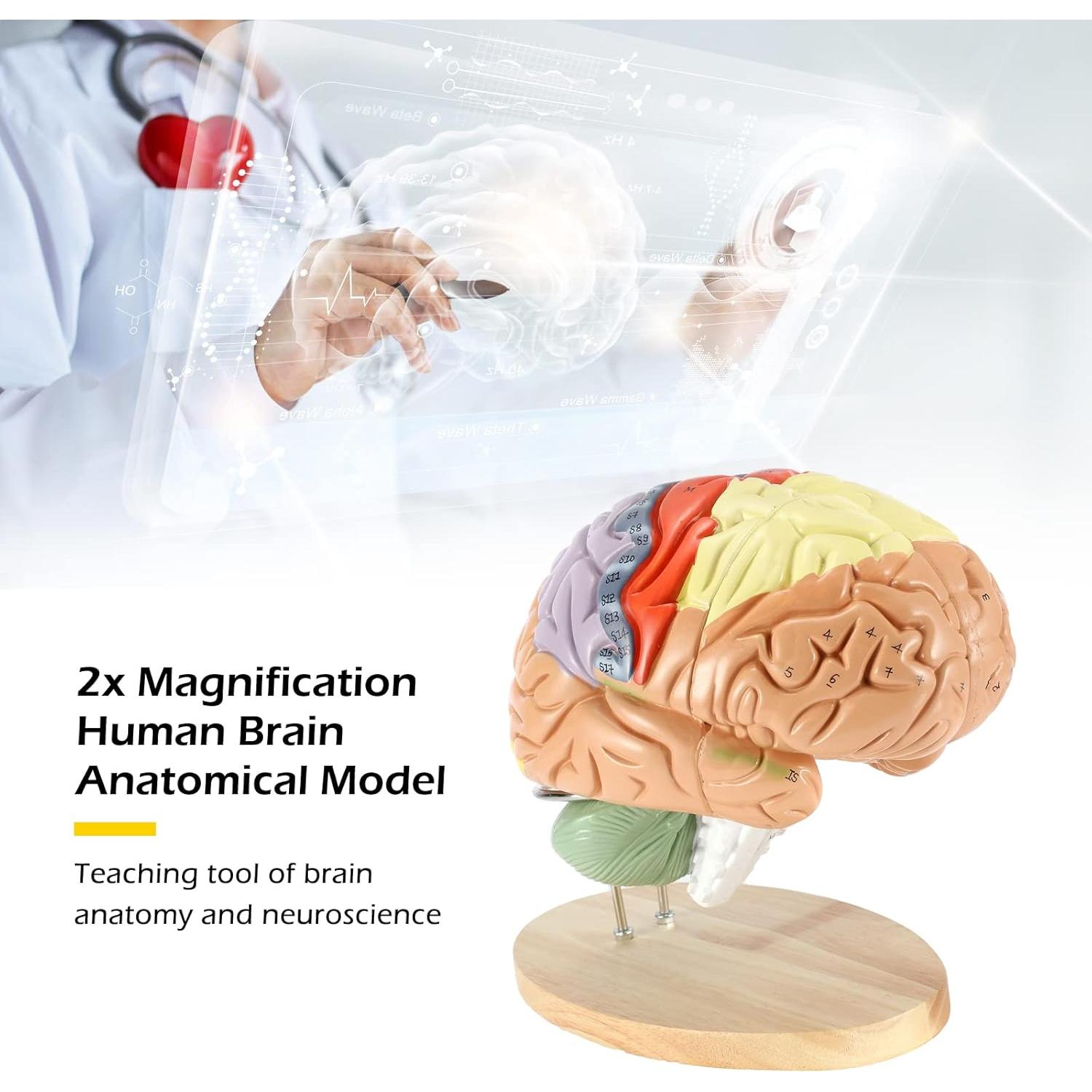 Modelo Anatómico Cerebro Humano Dyna-Living 2X Realista