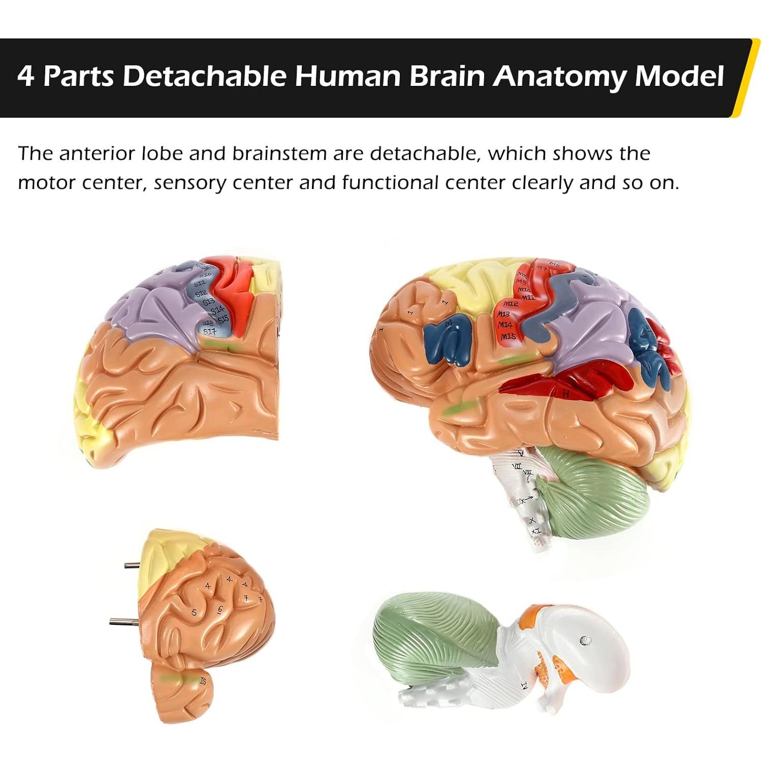 Modelo Anatómico Cerebro Humano Dyna-Living 2X Realista