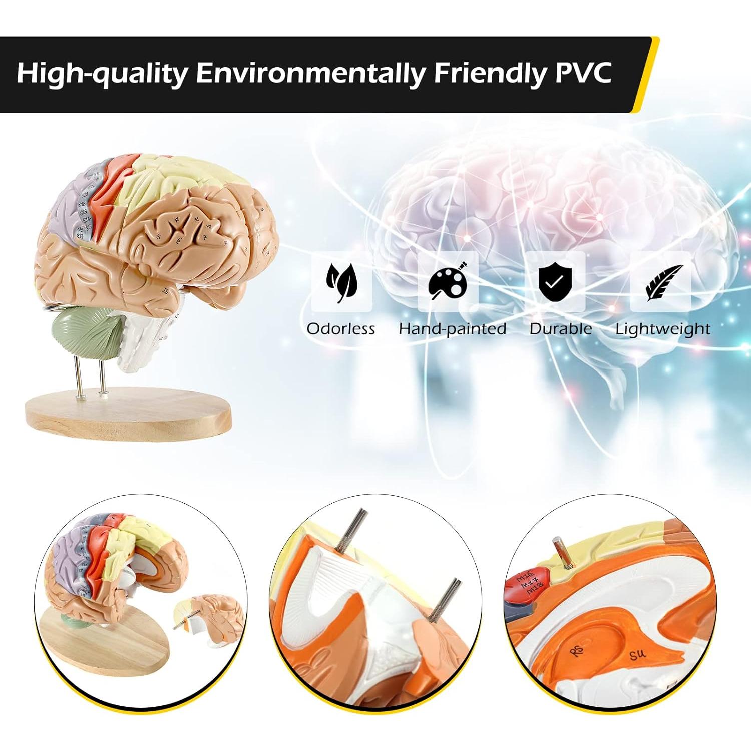 Modelo Anatómico Cerebro Humano Dyna-Living 2X Realista