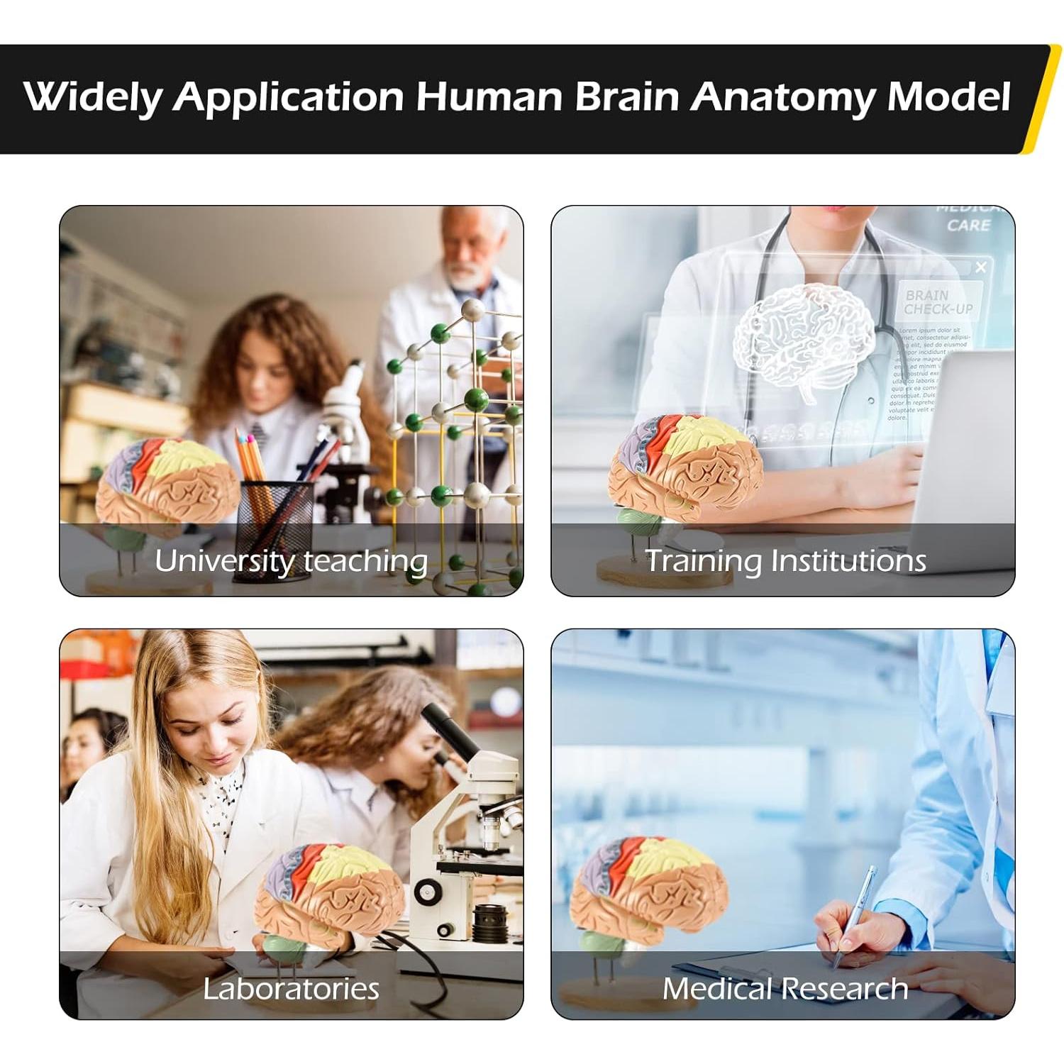 Modelo Anatómico Cerebro Humano Dyna-Living 2X Realista