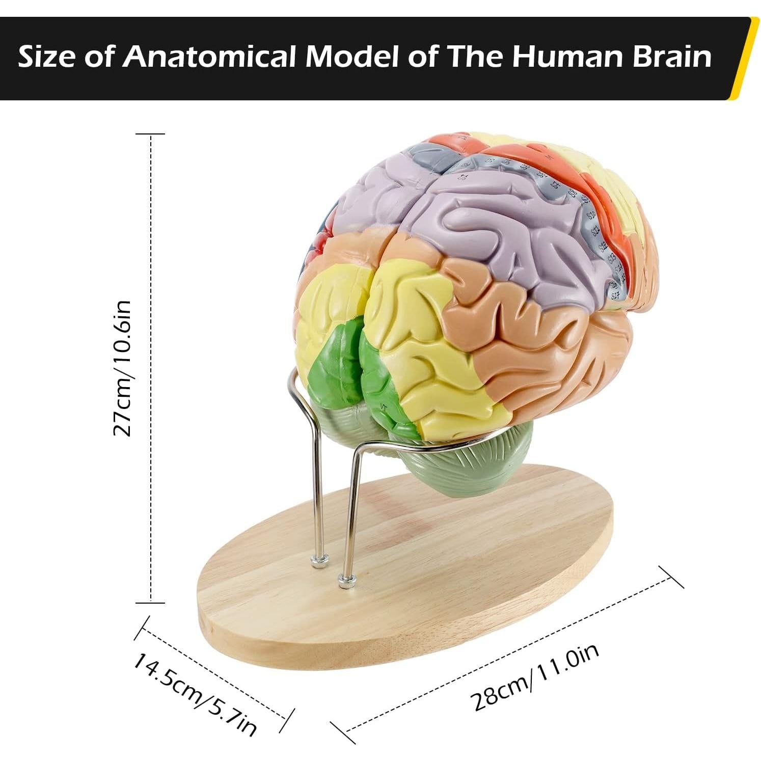 Modelo Anatómico Cerebro Humano Dyna-Living 2X Realista
